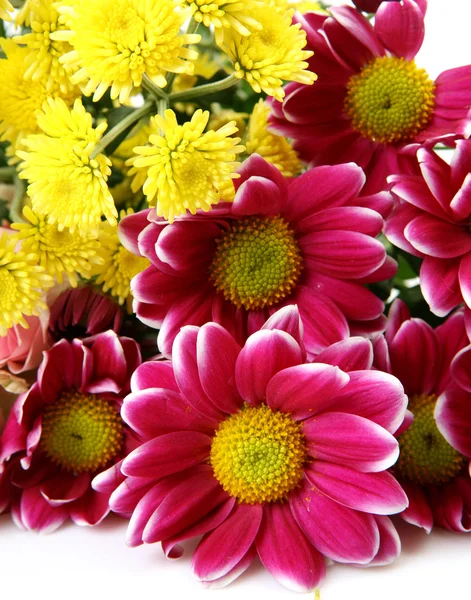 Flowers on a white background — Stock Photo, Image