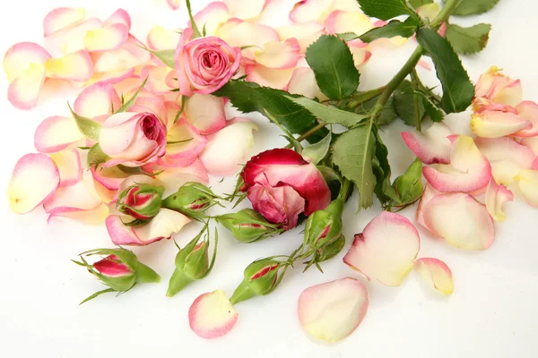Pink rose Stock Image