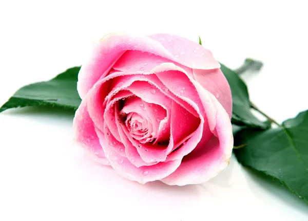 Růžová růže na bílém pozadí — Stock fotografie