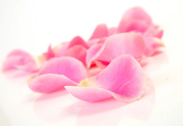 一朵粉红色的玫瑰的花瓣 图库图片