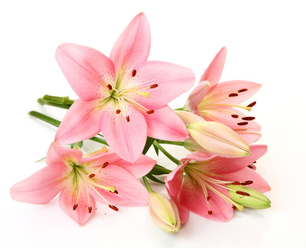 Pink lilies