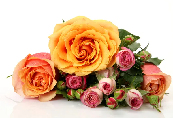 Fine roses — Stock Photo, Image