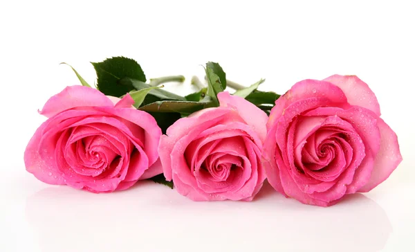 Rosas cor de rosa — Fotografia de Stock