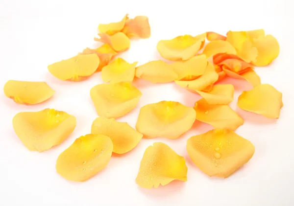 Pétalos de una rosa amarilla — Foto de Stock