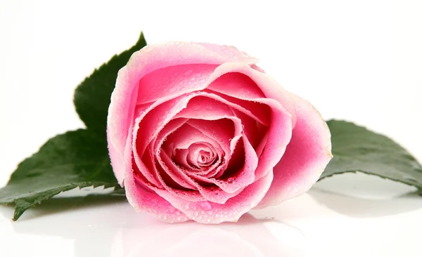 Pink rose — Stock Photo, Image