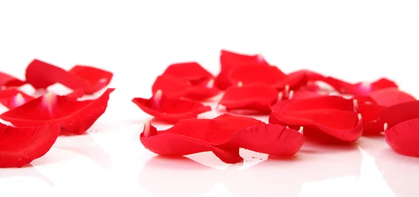 Petals of scarlet roses — Stock Photo, Image