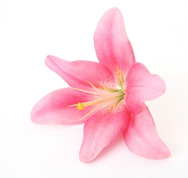 Pembe Zambak