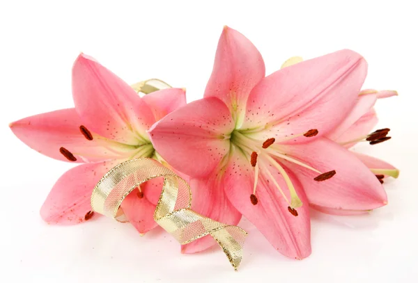 Pink lily — Stock Photo, Image