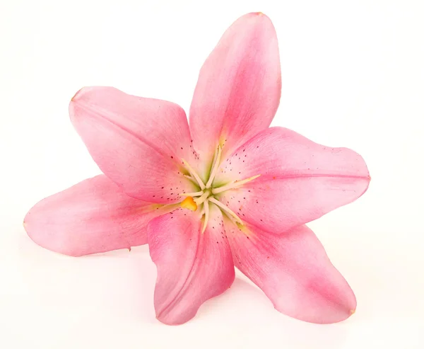 Lily rosa — Fotografia de Stock