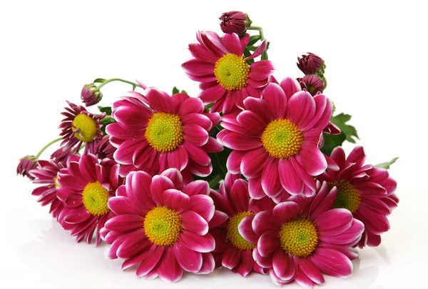 Drobne kwiaty Zdjęcia Stockowe bez tantiem