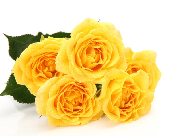 Žluté růže Stock Obrázky