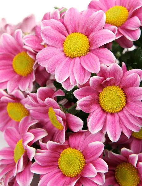 Pink flowers — Stock Photo, Image