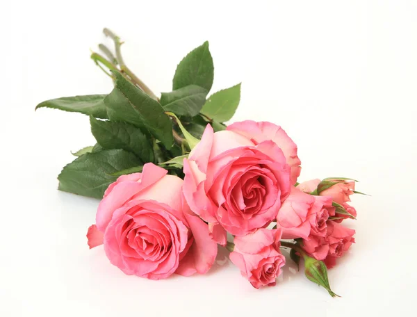 Fine roses Royalty Free Stock Photos