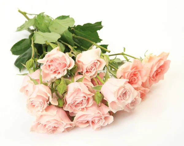 Fine roses — Stock Photo, Image