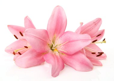 pembe lilyum