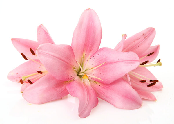 Pink lilies
