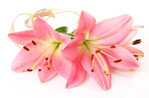 Pink lily