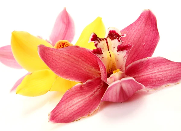 Orquídeas rosa — Fotografia de Stock