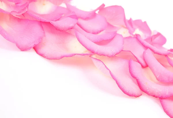 Petals of pink roses — Stock Photo, Image