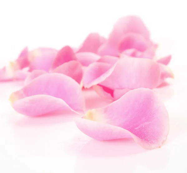 Πετάλων του ένα ροζ τριαντάφυλλο — Φωτογραφία Αρχείου
