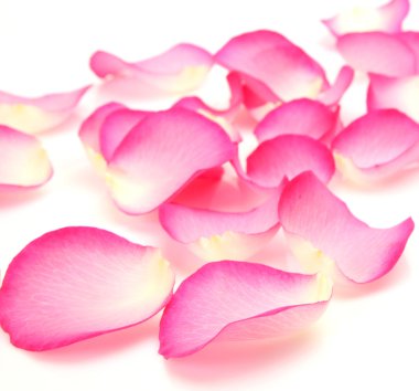 Pembe gül yaprakları