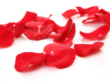 yaprakları kırmızı gül