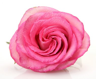 pembe Gül