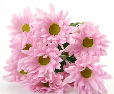 pembe çiçekler