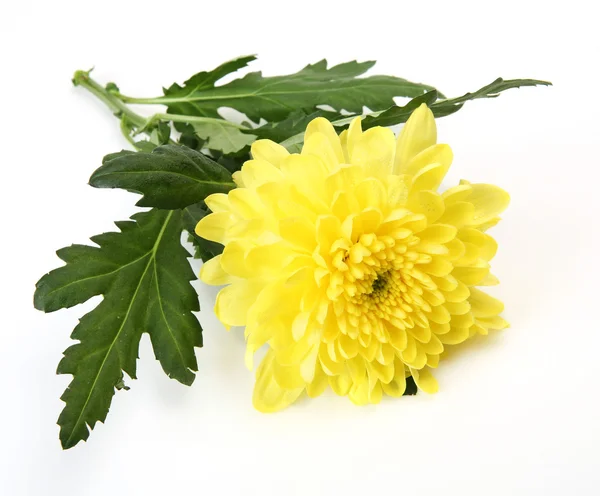 Yellow chrysanthemum — Stock Photo, Image