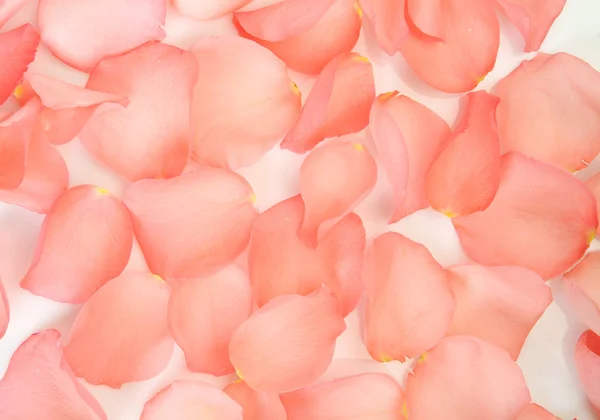 Blütenblätter einer rosa Rose — Stockfoto