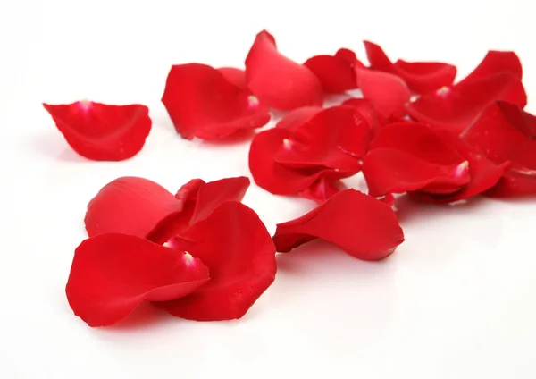 Petals of scarlet roses — Stock Photo, Image