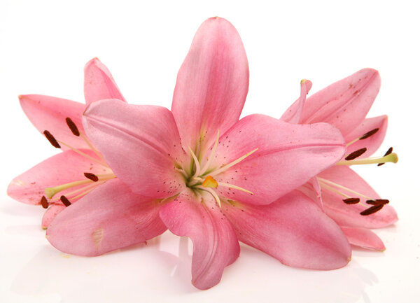 Pink lilies