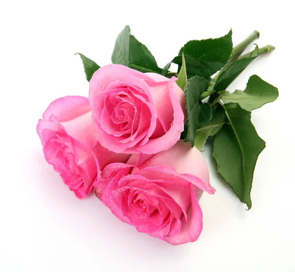 Rosas cor de rosa — Fotografia de Stock