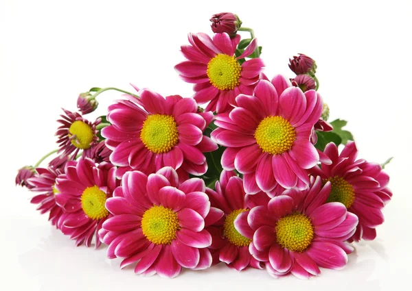 Beautiful flowers — Stock Photo, Image