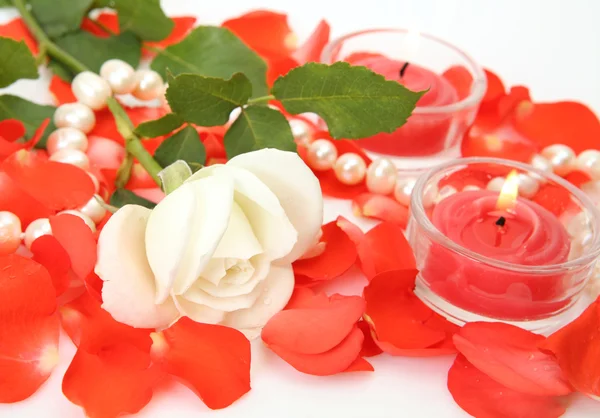 Petals of roses — Stock Photo, Image