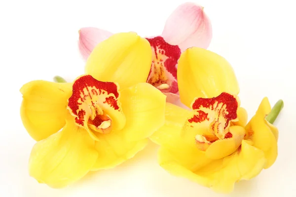 Feine Orchideen — Stockfoto