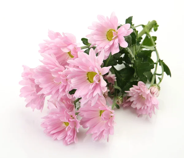 Pink flowers — Stock Photo, Image