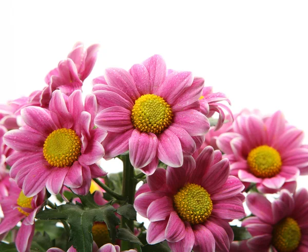 Pink flowers — Stock Photo, Image