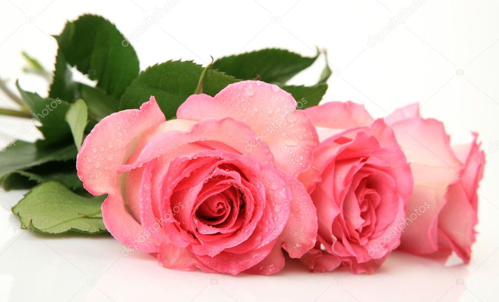 Fine roses Stock Photo by ©Elena777 24239773