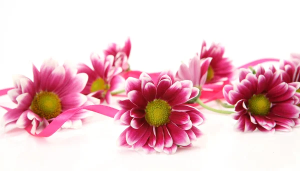 Pink flowers — Stock Photo, Image