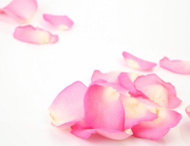 Pembe gül yaprakları