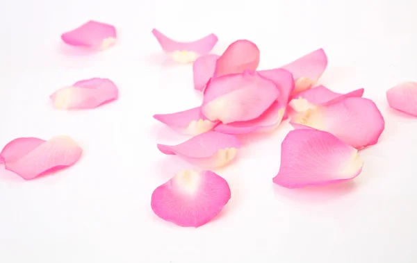 Petals of pink roses — Stock Photo, Image