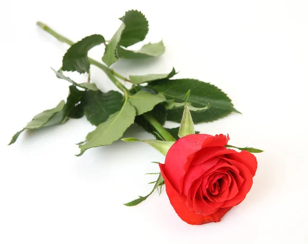 Scarlet rose — Stock Photo, Image