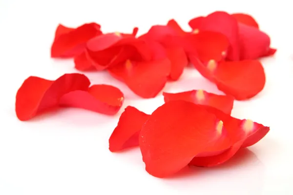 Petals of roses on a white background — Stock Photo, Image