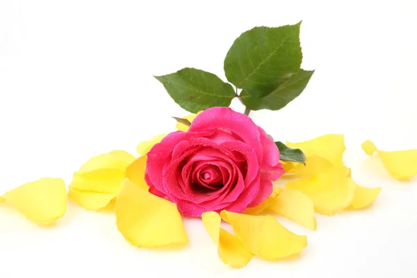 Plátky jemné růže a růže — Stock fotografie