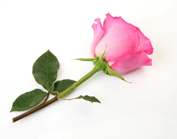 Rosa Ros — Stockfoto