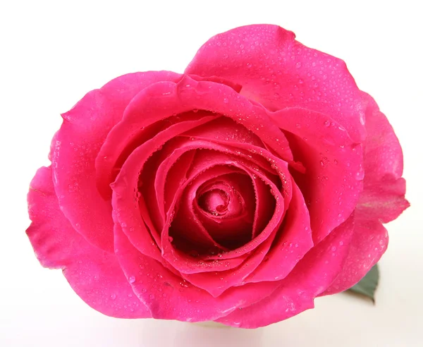 Fine rose — Stock Photo, Image