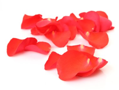 Beyaz arka planda gül yaprakları