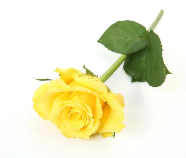 Yellow rose — Stock Photo, Image