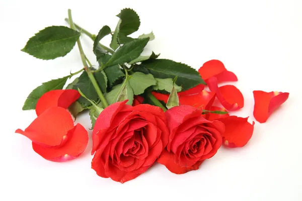 精美的红玫瑰 — 图库照片